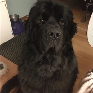 Meet your Posher, Trish